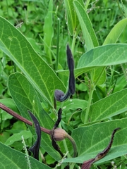 Aristolochia lingua (Aristolochia lingua)
