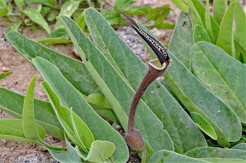 Aristolochia lingua (Aristolochia lingua)