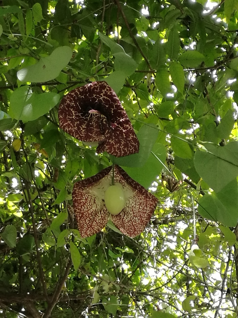 Elegant dutchman's pipe (Aristolochia littoralis)