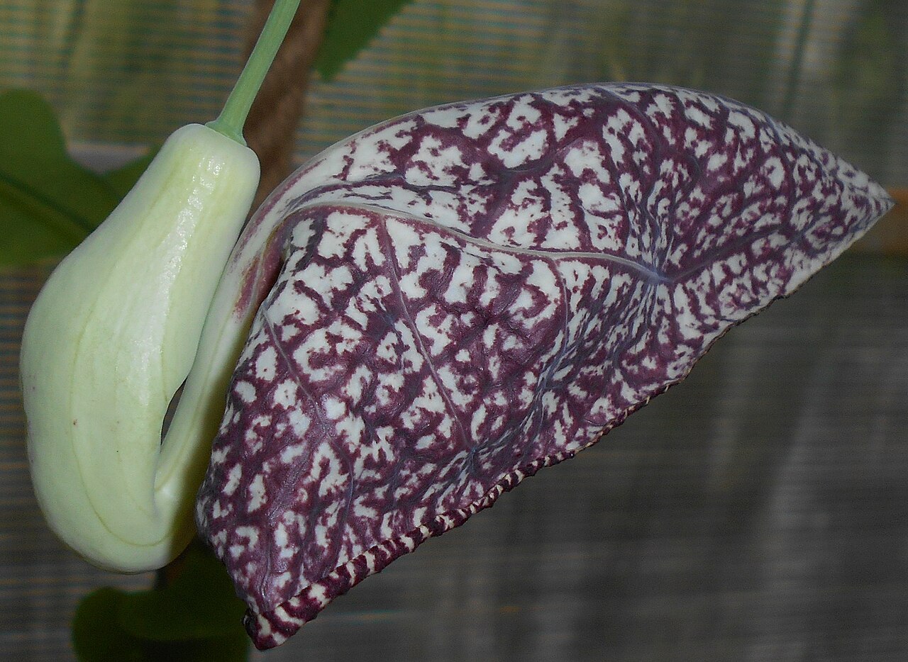 Elegant dutchman's pipe: Aristolochia , Ogród Botaniczny UMCS w Lublinie