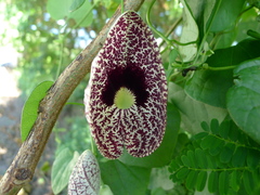 Elegant dutchman's pipe (Aristolochia littoralis)