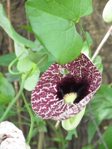 Elegant dutchman's pipe (Aristolochia littoralis)
