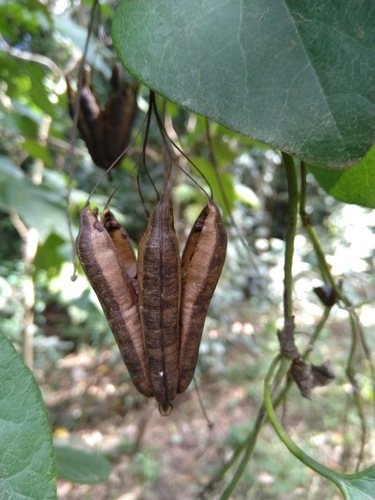 Elegant dutchman's pipe (Aristolochia littoralis)