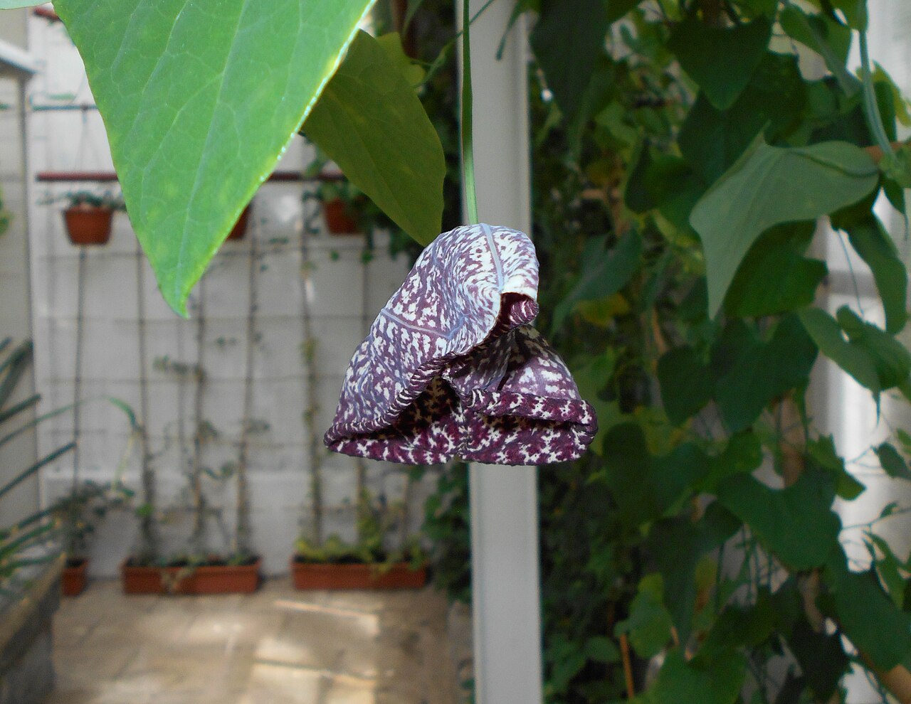 Elegant dutchman's pipe: Aristolochia , Ogród Botaniczny UMCS w Lublinie