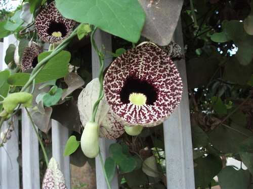 Elegant dutchman's pipe (Aristolochia littoralis)