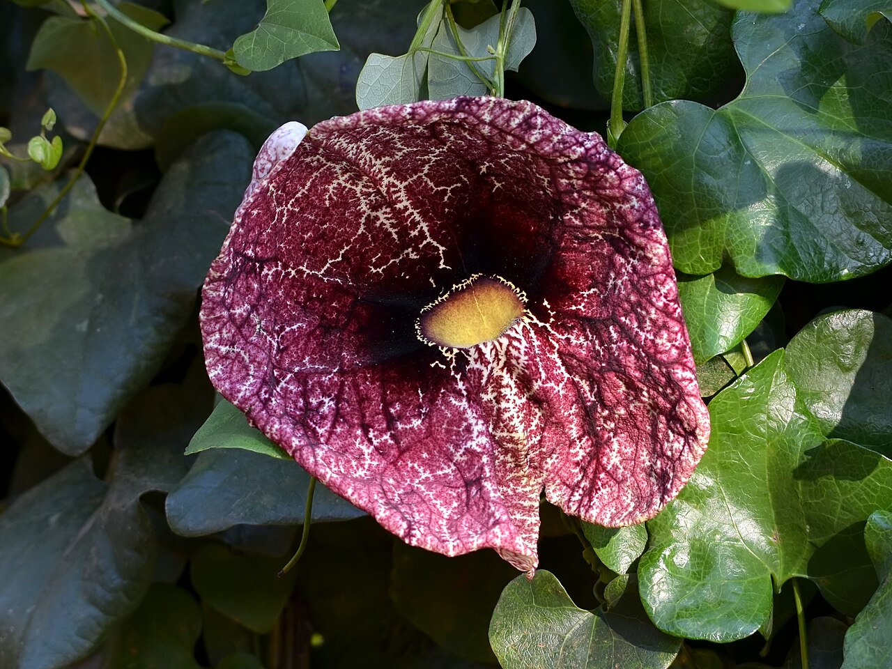 Elegant dutchman's pipe: Elegant Dutchman's pipe near Lusaka, Zambia.