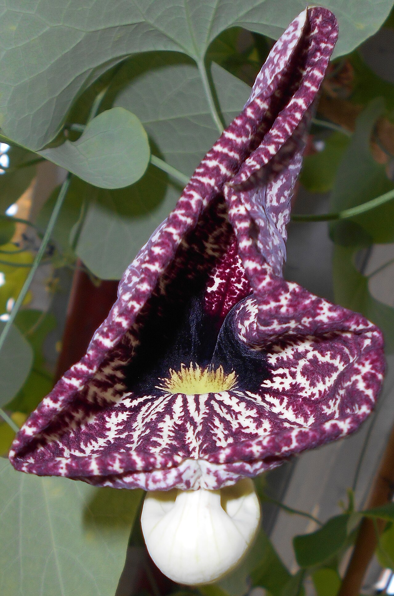 Elegant dutchman's pipe: Aristolochia , Ogród Botaniczny UMCS w Lublinie