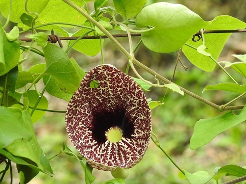 Elegant dutchman's pipe (Aristolochia littoralis)