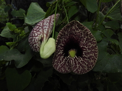 Elegant dutchman's pipe (Aristolochia littoralis)