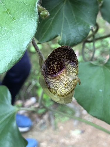 Aristolochia liukiuensis (Aristolochia liukiuensis)
