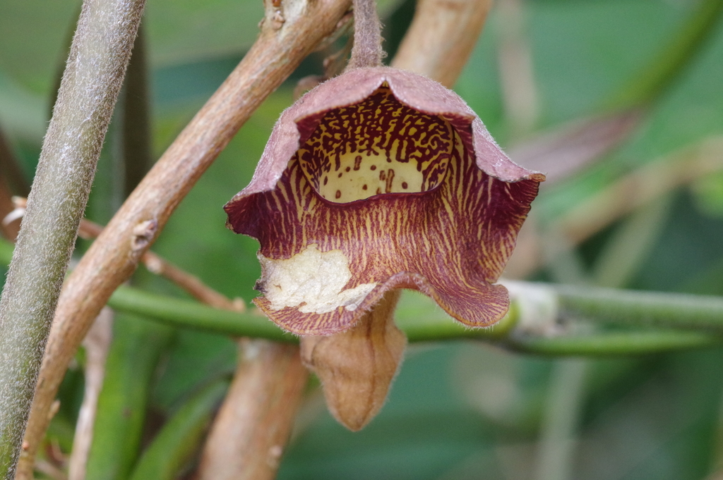 Aristolochia liukiuensis (Aristolochia liukiuensis)