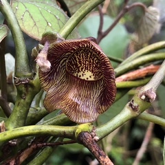 Aristolochia liukiuensis (Aristolochia liukiuensis)