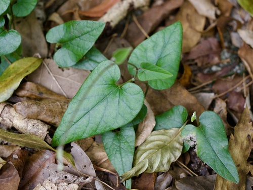 Aristolochia liukiuensis (Aristolochia liukiuensis)