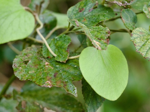 Aristolochia liukiuensis (Aristolochia liukiuensis)