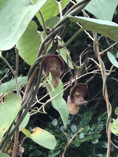 Aristolochia liukiuensis (Aristolochia liukiuensis)