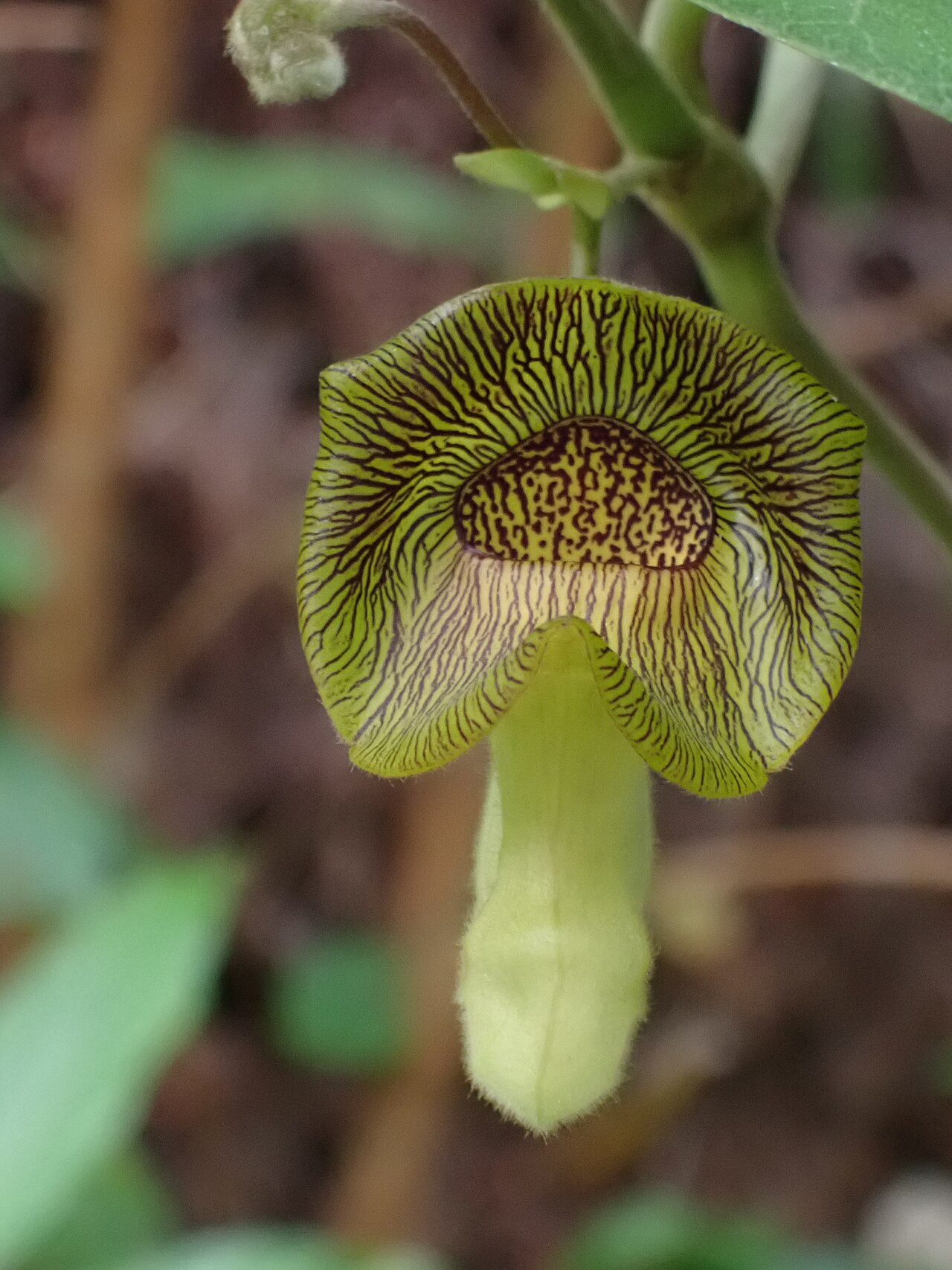 Aristolochia liukiuensis: リュウキュウウマノスズクサの花(2025年2月 沖縄県国頭村)