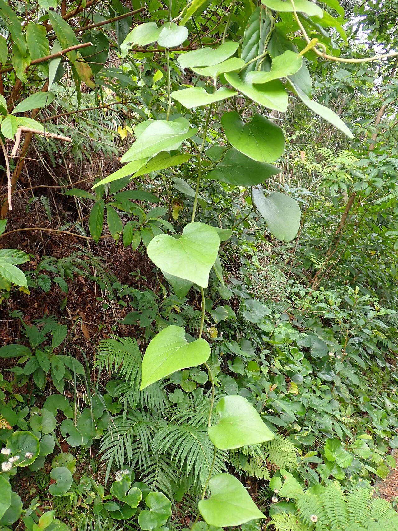 Aristolochia liukiuensis: リュウキュウウマノスズクサ(2025年2月 沖縄県国頭村)