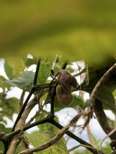 Aristolochia liukiuensis (Aristolochia liukiuensis)