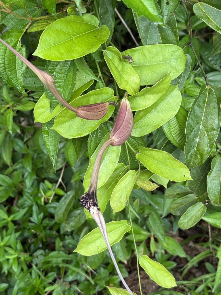 Aristolochia longissima (Aristolochia longissima)