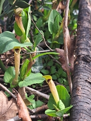 Aristolochia lutea (Aristolochia lutea)