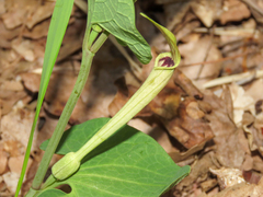 Aristolochia lutea (Aristolochia lutea)