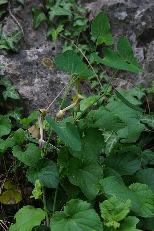 Aristolochia lutea: Rumeni podraščec v Črnem Kalu