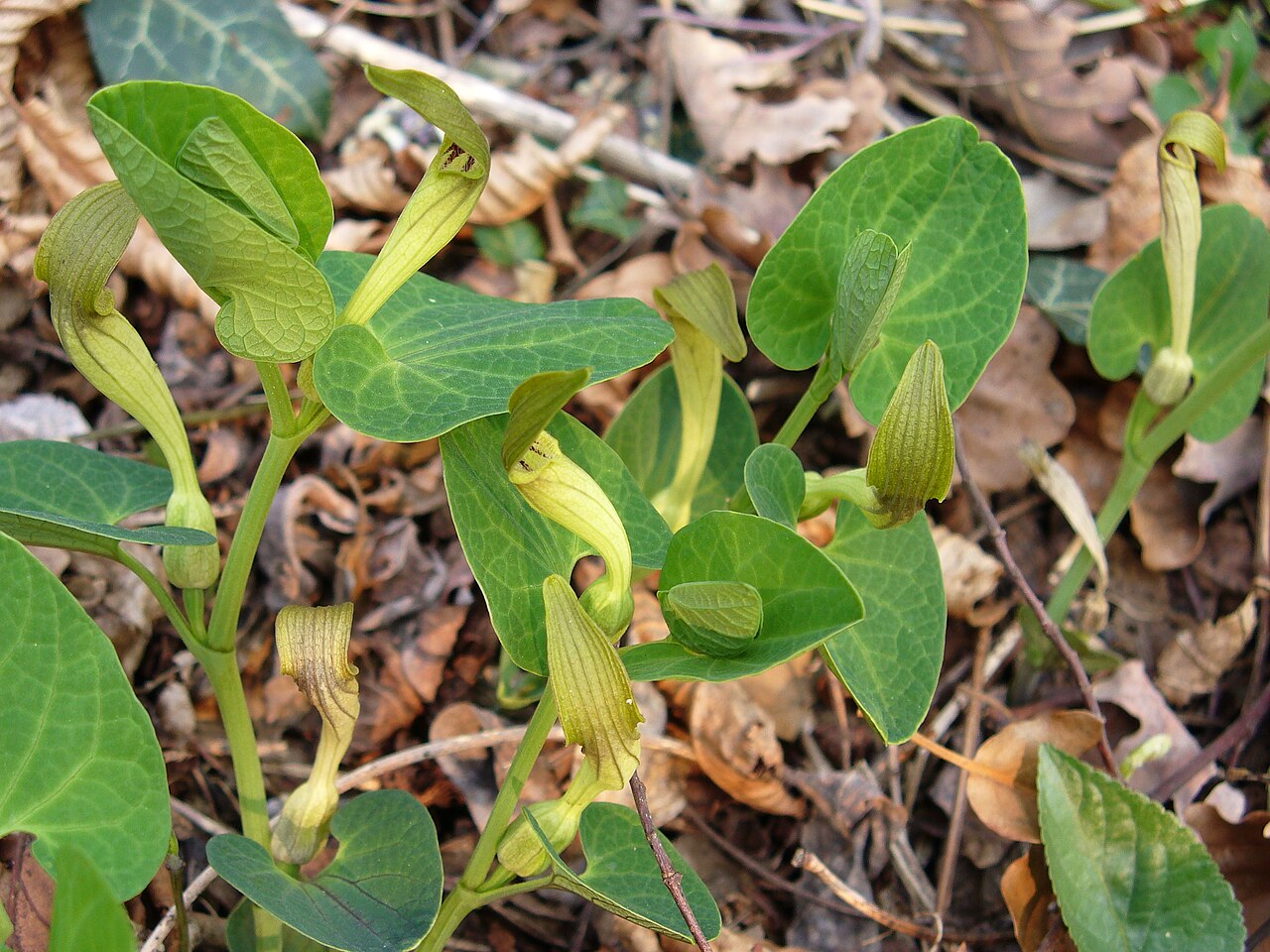 Aristolochia lutea: Aristolochia lutea