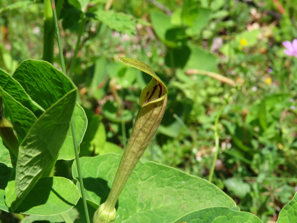 Aristolochia lutea (Aristolochia lutea)
