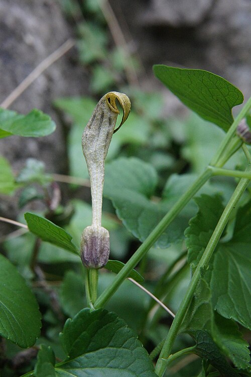 Aristolochia lutea: Rumeni podraščec v Črnem Kalu