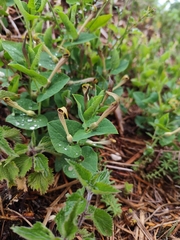 Aristolochia lutea (Aristolochia lutea)