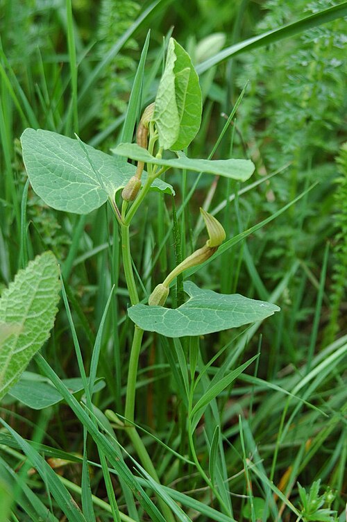 Aristolochia lutea: Rumeni podraščec na Vremščici