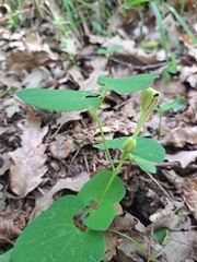 Aristolochia lutea (Aristolochia lutea)