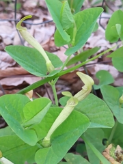 Aristolochia lutea (Aristolochia lutea)