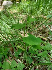 Aristolochia lutea (Aristolochia lutea)