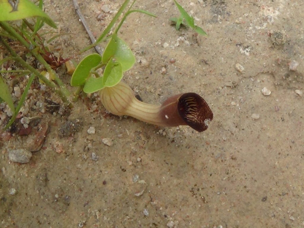 Aristolochia lutescens (Aristolochia lutescens)