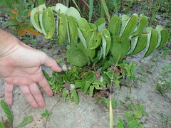 Aristolochia lutescens (Aristolochia lutescens)