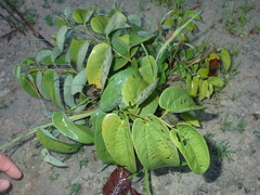 Aristolochia lutescens (Aristolochia lutescens)