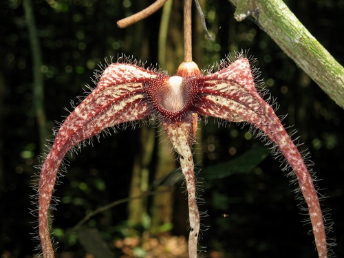 Aristolochia macrocarpa (Aristolochia macrocarpa)