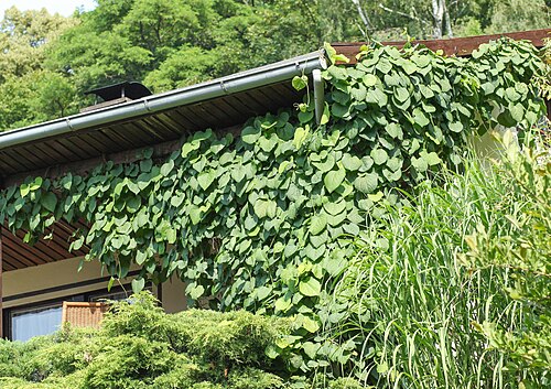 Pipevine: Aristolochia grandiflora.