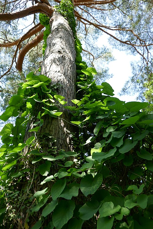 Pipevine: Aristolochia durior, growing in the Saverne botanical garden
