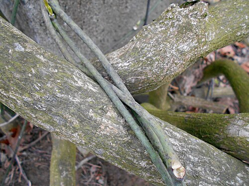Pipevine: Kokornak wielkolistny ( Aristolochia macrophylla ), Ogród Botaniczny UMCS w Lublinie.