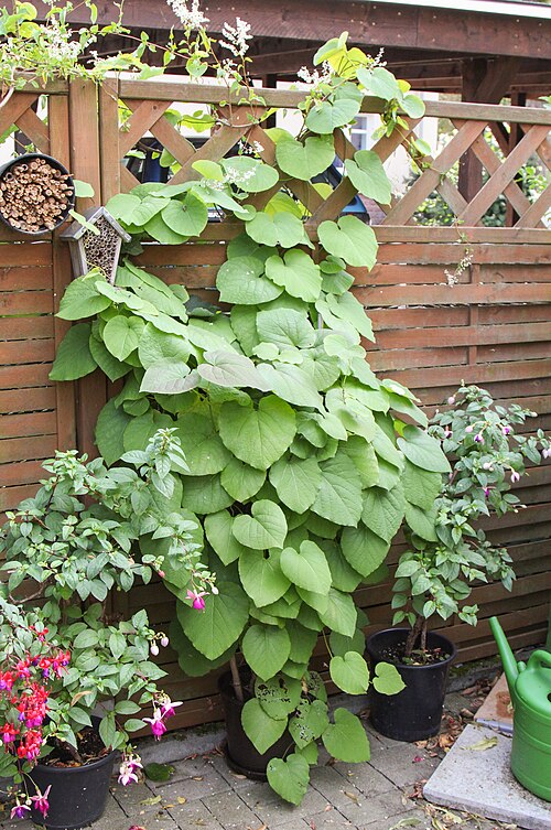 Pipevine: Aristolochia grandiflora.