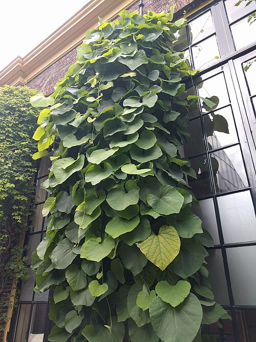 Pipevine: Aristolochia macrophylla, Hortus botanicus Leiden, Netherlands