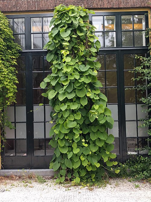 Pipevine: Aristolochia macrophylla, Hortus botanicus Leiden, Netherlands