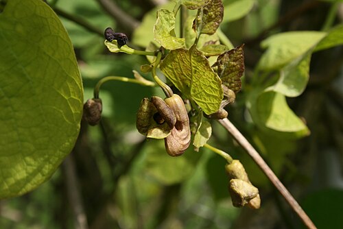 Pipevine: Tobakspibeplante ( Aristolochia macrophylla ): Blomst.