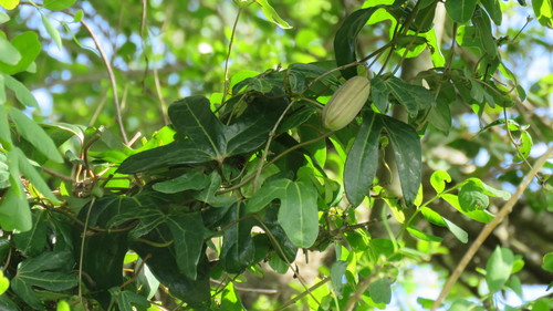 Aristolochia macroura (Aristolochia macroura)