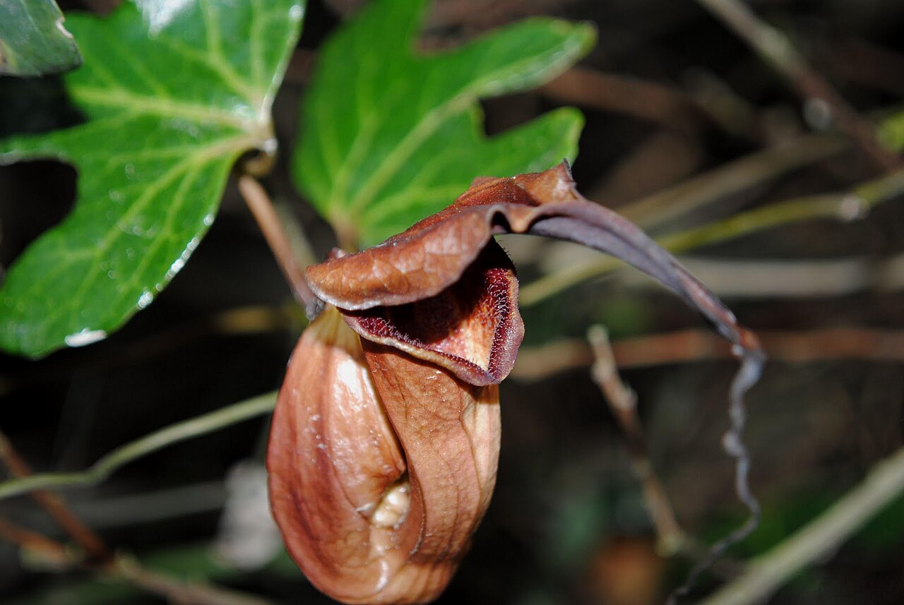 Aristolochia macroura: Aristolochia macroura . Aristolochiaceae. Fotos tomadas en la costa platense entre árboles, departamento de Canelones, Uruguay.