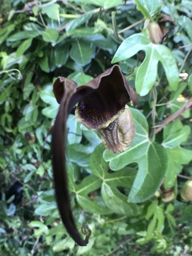 Aristolochia macroura (Aristolochia macroura)