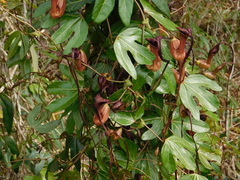 Aristolochia macroura (Aristolochia macroura)