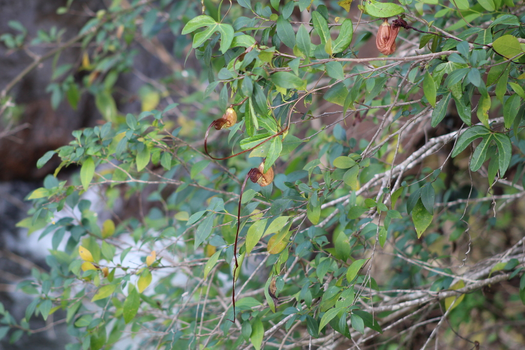 Aristolochia macroura (Aristolochia macroura)